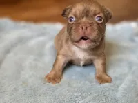 Isabella rare ✨️ golden fluffy, a male French Bulldog for sale in Miami, OK – Photo 3 of 9