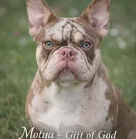 Isabella rare ✨️ golden fluffy, a male French Bulldog for sale in Miami, OK – Photo 8 of 9