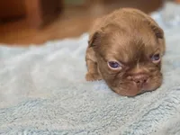 Isabella rare ✨️ golden fluffy, a male French Bulldog for sale in Miami, OK – Photo 4 of 9