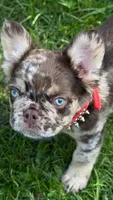 Godiva , a male French Bulldog for sale in Miami, OK – 2 of 3