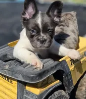 THEO 💙, a male French Bulldog for sale in Miami, OK – Photo 2 of 8