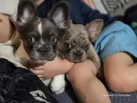 THEO 💙, a male French Bulldog for sale in Miami, OK – Photo 8 of 8