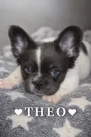THEO 💙, a male French Bulldog for sale in Miami, OK – Photo 5 of 8