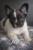 THEO 💙, a male French Bulldog for sale in Miami, OK – Photo 4 of 8