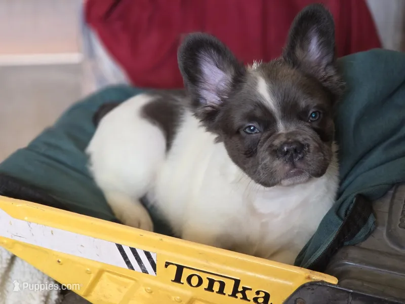 THEO 💙 – French Bulldog puppy for sale in Miami, OK