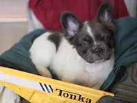 THEO 💙, a male French Bulldog for sale in Miami, OK – Photo 1 of 8