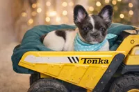 THEO 💙, a male French Bulldog for sale in Miami, OK – Photo 3 of 8