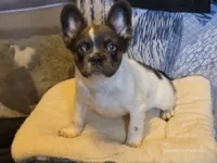 THEO 💙, a male French Bulldog for sale in Miami, OK – Photo 6 of 8