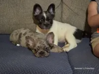 THEO 💙, a male French Bulldog for sale in Miami, OK – Photo 7 of 8