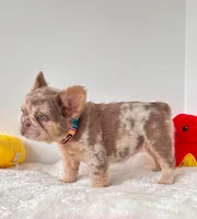 CHANEL ROJO MERLE , a female French Bulldog for sale in Miami, OK – 1 of 3