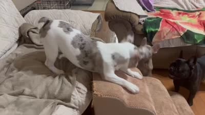 Riot , a male French Bulldog for sale in Miami, OK – 5 of 5