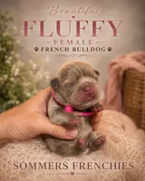 Newshade isabella female 🎀, a female French Bulldog for sale in Miami, OK – 3 of 6