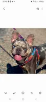 Merle FLUFFY female , a female French Bulldog for sale in Miami, OK – 5 of 5