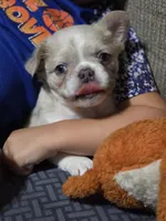 Rose 🌹 , a female French Bulldog for sale in Miami, OK – 2 of 6