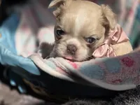 Rose 🌹 , a female French Bulldog for sale in Miami, OK – 4 of 6