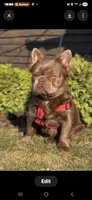 FLUFFY isabella male , a male French Bulldog for sale in Miami, OK – 6 of 9