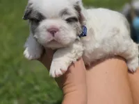 CURLY FLUFFY MALE , a male French Bulldog for sale in Miami, OK – 2 of 10