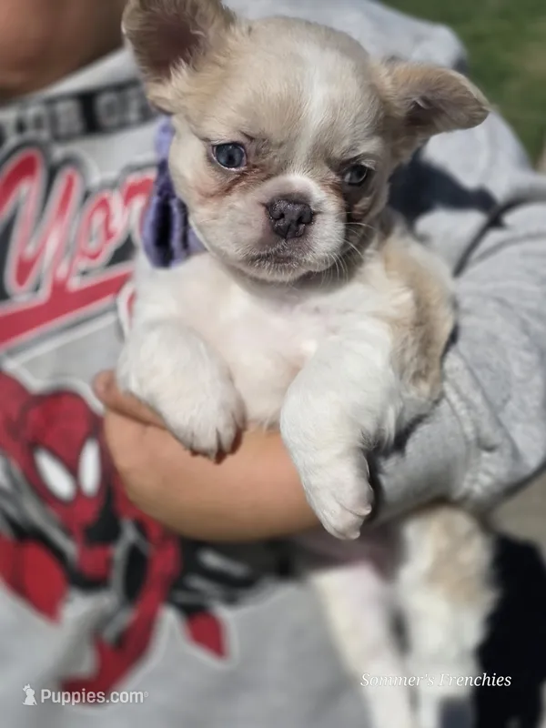 Rose 🌹  – French Bulldog puppy for sale in Miami, OK