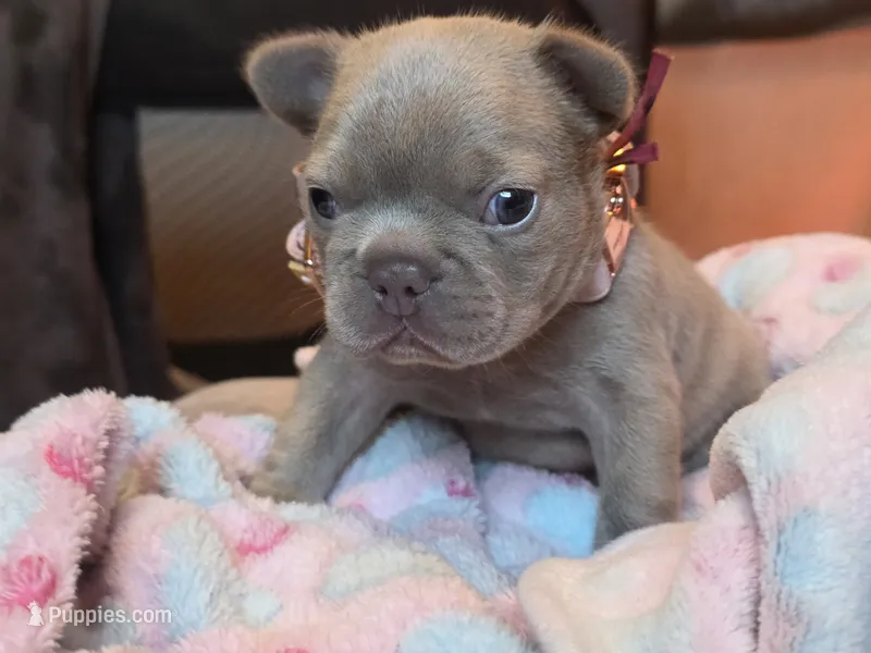 Magnolia  – French Bulldog puppy for sale in Miami, OK