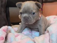 Magnolia , a female French Bulldog for sale in Miami, OK – 1 of 8