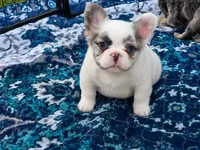 Fluffy male, a male French Bulldog for sale in Miami, OK – 10 of 10