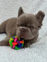 Bella solid chocolate , a female French Bulldog for sale in Miami, OK – 5 of 5