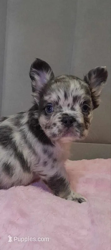 Merle FLUFFY female  – French Bulldog puppy for sale in Miami, OK