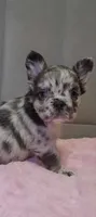 Merle FLUFFY female , a female French Bulldog for sale in Miami, OK – 1 of 5
