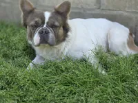 Spook , a male French Bulldog for sale in Miami, OK – 3 of 5