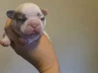 Batman fluffy male , a male French Bulldog for sale in Miami, OK – 5 of 7