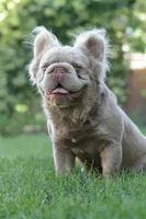 Kingston, a male French Bulldog for sale in Miami, OK – 2 of 7