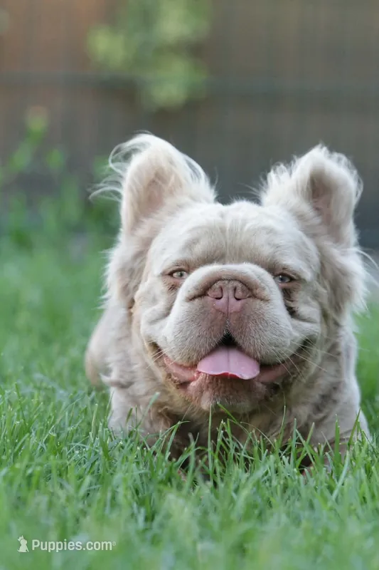 Kingston – French Bulldog puppy for sale in Miami, OK