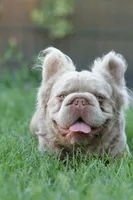 Kingston, a male French Bulldog for sale in Miami, OK – 1 of 7