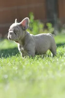 Chanel , a female French Bulldog for sale in Miami, OK – 3 of 10