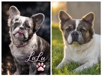 Batman fluffy male , a male French Bulldog for sale in Miami, OK – 7 of 7
