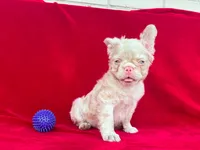 Pink fluffy , a male French Bulldog for sale in Miami, OK – 4 of 6