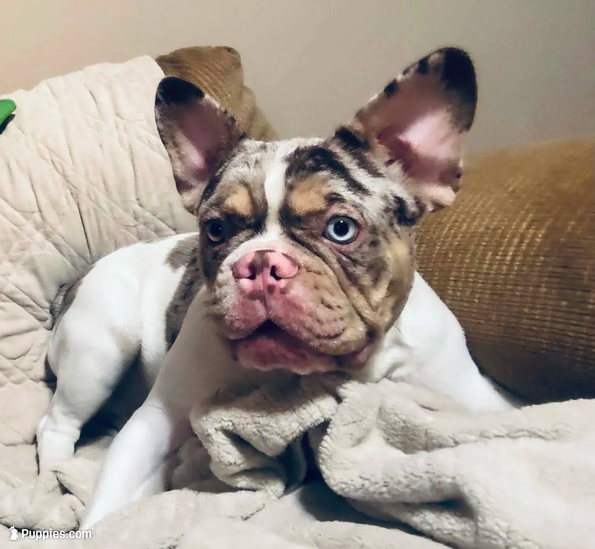 Riot heterochromia one strikingly blue eye, a male French Bulldog for sale in Miami, OK – 1 of 8