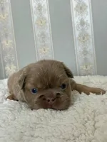 Bear 🐻 fluffy male, a male French Bulldog for sale in Miami, OK – Photo 8 of 9