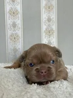 Bear 🐻 fluffy male, a male French Bulldog for sale in Miami, OK – Photo 9 of 9