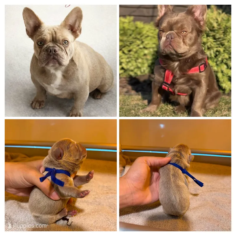 FLUFFY isabella male  – French Bulldog puppy for sale in Miami, OK