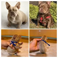 FLUFFY isabella male , a male French Bulldog for sale in Miami, OK – 1 of 9
