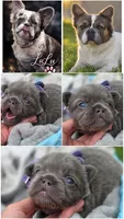 Lilac and tan fluffy female , a female French Bulldog for sale in Miami, OK – 8 of 10