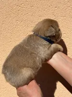 Bear 🐻 fluffy male, a male French Bulldog for sale in Miami, OK – Photo 5 of 7