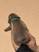 Bear 🐻 *Rare* fluffy male, a male French Bulldog for sale in Miami, OK – Photo 2 of 4