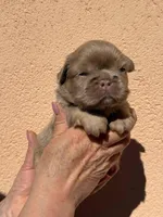 Bear 🐻 fluffy male, a male French Bulldog for sale in Miami, OK – Photo 3 of 7