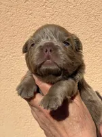 Bear 🐻 *Rare* fluffy male, a male French Bulldog for sale in Miami, OK – Photo 3 of 4