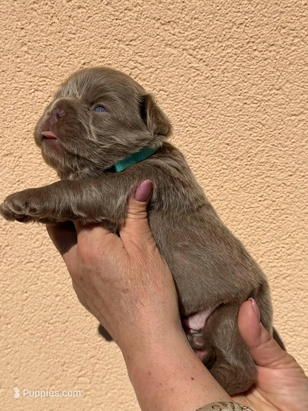 Bear 🐻 *Rare* fluffy male – French Bulldog puppy for sale in Miami, OK