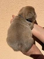 Bear 🐻 fluffy male, a male French Bulldog for sale in Miami, OK – Photo 4 of 7