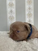 Bear 🐻 fluffy male, a male French Bulldog for sale in Miami, OK – Photo 2 of 7