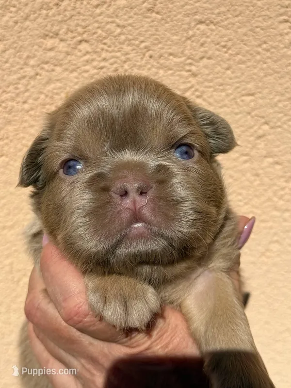 Bear 🐻 fluffy male – French Bulldog puppy for sale in Miami, OK